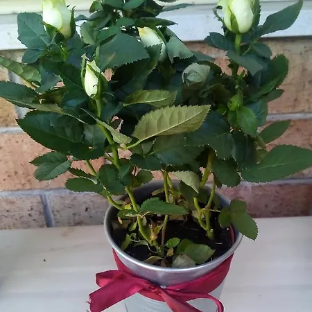 Le Rose Dell'etna - Intero